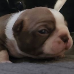 Calli - Seal and white female Boston Terrier puppy in Lexington, Indiana from NanzBostz