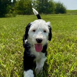 Mutton Bustin' - Black and white male Sheepadoodle puppy in Adams, Nebraska from Boxcar Doodles and Poodles