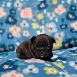 Betty Boop - Brindle female French Bulldog puppy in Polk City, Florida from Best Friend Frenchies, LLC