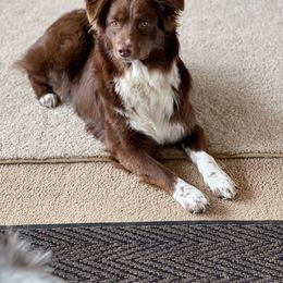 Kodi - Australian Shepherd