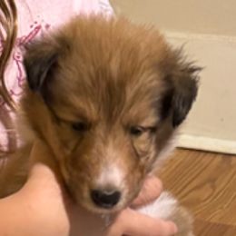 Jack - Sable and white Collie puppy in Carencro, Louisiana from Cajun Bayou's Collies