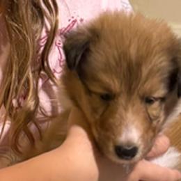Jack - Sable and white Collie puppy in Carencro, Louisiana from Cajun Bayou's Collies