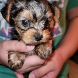Morkie, Shorkie, Yorkipoo, and Yorkshire Terrier Puppies from YourSoulmatePuppy