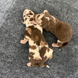 2 females - Red merle female Catahoula Leopard Dog puppy in Manchester, Tennessee from Middle TN Leopard Catahoulas and Middle TN Bassett Hounds