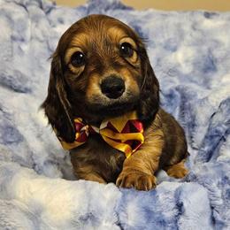 Fenix - Red male Dachshund puppy in Sylvania, Georgia from Dachshund and Co.