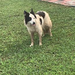 Border Collie and Miniature Australian Shepherd Puppies from RossVegas Kennels