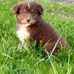Spooky - Red tri-color male Australian Shepherd puppy in Otis, Oregon from Heritage Hill Aussies
