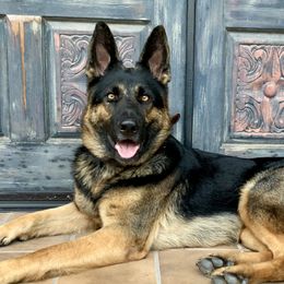 Allie Gator  - German Shepherd