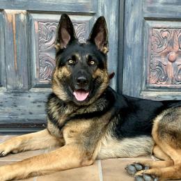 Allie Gator  - German Shepherd