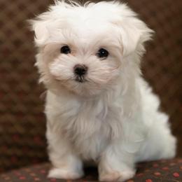 Maltese and Morkie Puppies from K and E Small Breed Puppies