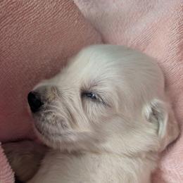 Light Green Girl - Light golden female Golden Retriever puppy in Peoria, Arizona from Nordic Woof's Golden Retrievers