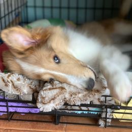 Collie Puppies from High Altitude Collies