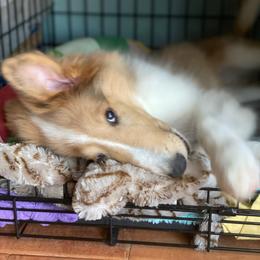 Collie Puppies from High Altitude Collies