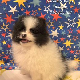 Buster - Black parti male Pomeranian puppy in Sanford, Florida from Serena's Poms