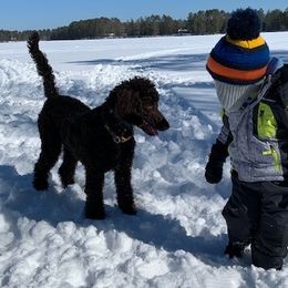 Poodle Puppies from Poodle Sense
