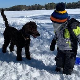Poodle Puppies from Poodle Sense