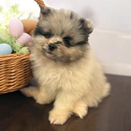 Rocky - Blue parti male Pomeranian puppy in Park Valley, Utah from Designer Pomeranians