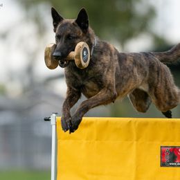 Maya - Dutch Shepherd