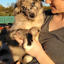 Australian Shepherds from Iron Side Ranch Australian Shepherds
