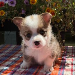 June - Sable female Pembroke Welsh Corgi puppy in Battle Ground, Washington from Westbrooke Kennels