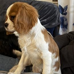 Cavalier King Charles Spaniel Puppies from FairHawk Downs