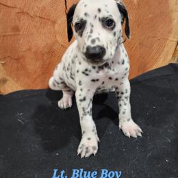 Dalmatian Puppies from Anthony's Dalmatians