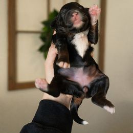 Bernedoodle, Cavapoo, Goldendoodle, and Poodle Puppies from Wasatch Pup