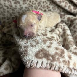 Pink - Apricot female Maltipoo puppy in Clover, South Carolina from Cudi’s Buddies