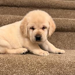 Green - Yellow male Labrador Retriever puppy in Tekonsha, Michigan from Asher Acres Labs