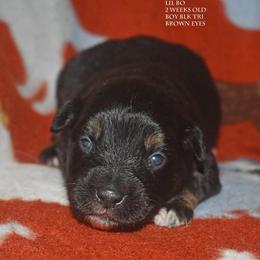 Lil Bo - Black tri male Miniature Australian Shepherd puppy in Patterson, North Carolina from DreamLine Aussies