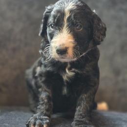 Australian Mountain Doodle Puppies from Tulsa Australian Moutain Doodles