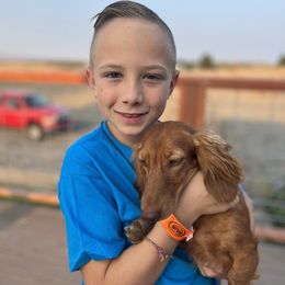 Lucy - Red female Dachshund puppy in Benton City, Washington from DOXA Miniature Dachshunds