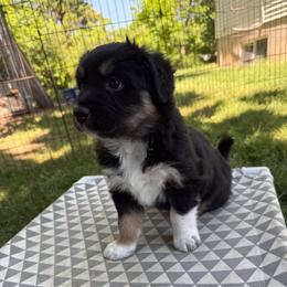 Kiara - Black tri-color female Australian Shepherd puppy in Smithfield, Utah from C&C Ranch