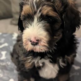 White - Tri-color male Bernedoodle puppy in Connecticut from Valley View Doodles