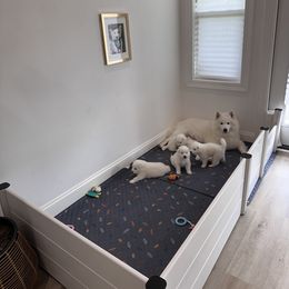 Samoyed Puppies from Southern Roux Samoyeds