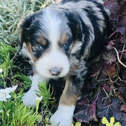 Male Five, Dark Blue Merle, Copper Highlights - Blue merle Aussiedoodle puppy in Parma, Idaho from Arena Valley Acres