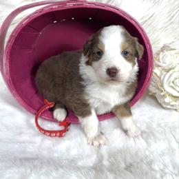 Trinket - Red & white female Australian Shepherd puppy in Vail, Iowa from Homegrown Huskies