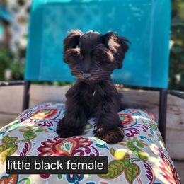 Miniature Schnauzer Puppies from J&L Floppy Eared Schnauzers