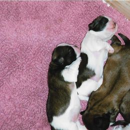 Shih Tzu Puppies from Shih Tzu Dreams Come True