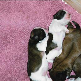 Shih Tzu Puppies from Shih Tzu Dreams Come True