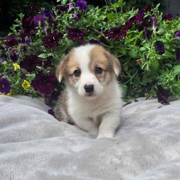 Yellow Collar Male - Red male Pembroke Welsh Corgi puppy in Tenino, Washington from LoneStar Corgis NW