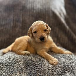 Sadie - Apricot female Goldendoodle puppy in Fayetteville, Arkansas from Mountain Grove Doodles