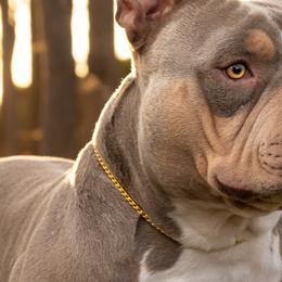 American Bullies from Byrnes Royal Bullyz