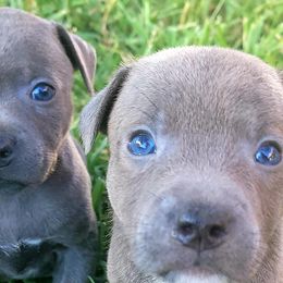 Boy 1 - Blue Staffordshire Bull Terrier puppy in Houston, Texas from Khaleesi Kennel