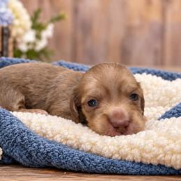 Stirling - Cream male Dachshund puppy in Greenfield, Ohio from Buck Run Creek Dachshunds