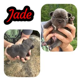 French Bulldogs from Wv Frenchie’s