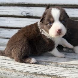 Emerald - Red tri female Toy Australian Shepherd puppy in Licking, Missouri from Burnett Aussies