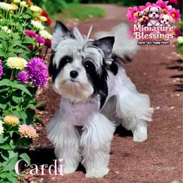 Cardi - Biewer Terrier