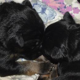 German Shepherd Puppies from Import German Shepherds of Kansas