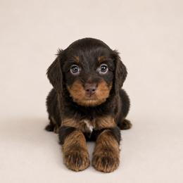 Scooby - Brown male Cavapoo puppy in Floyd, Virginia from Hearts and Paws Poodles and Doodles